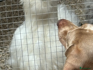 Chickens poultry - Advert 39