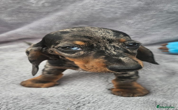 Dachshund dogs - Advert 5