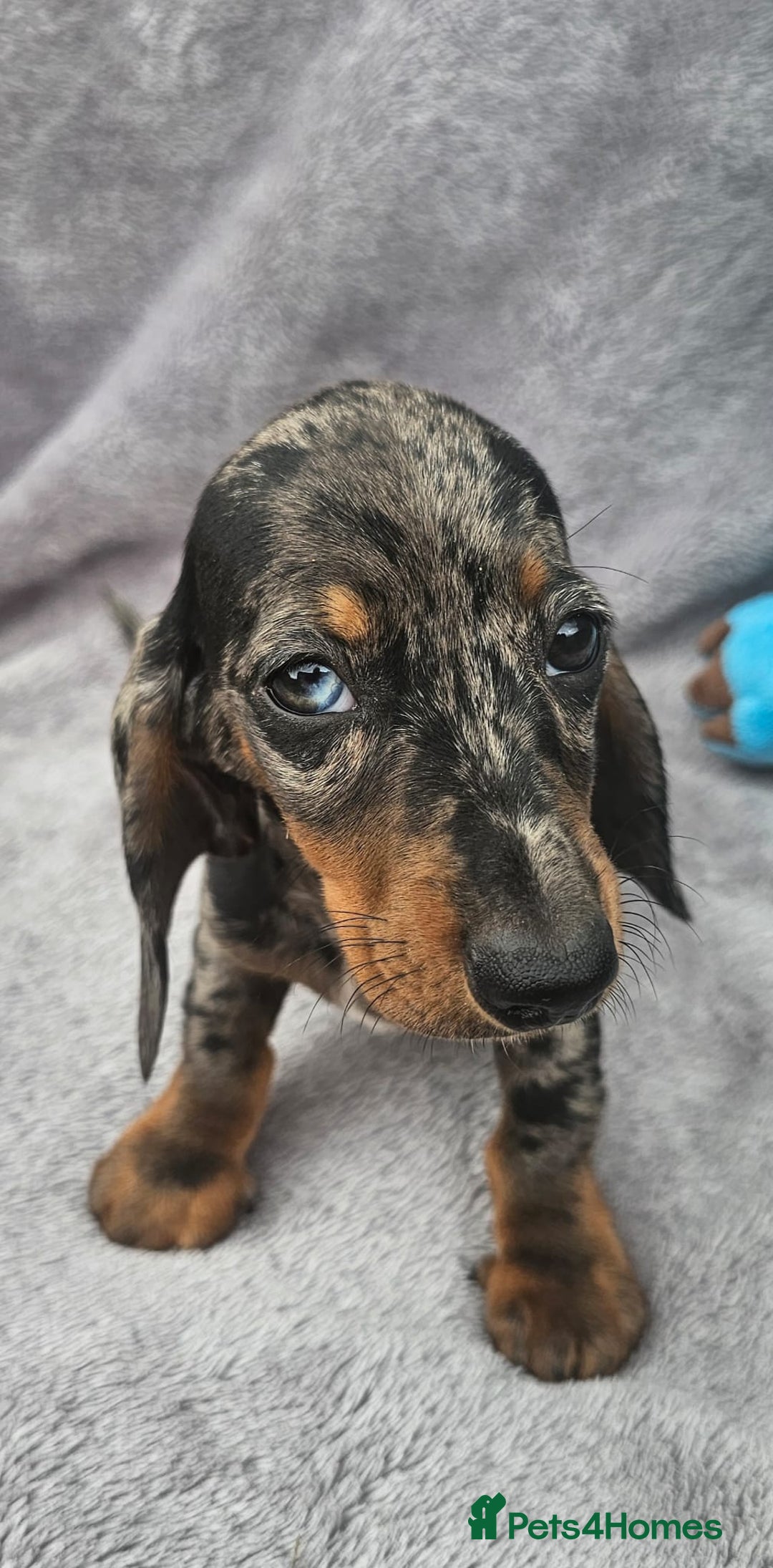 Dachshund dogs for sale: Brilliant Miniature Dachshund Puppies  - Image 1