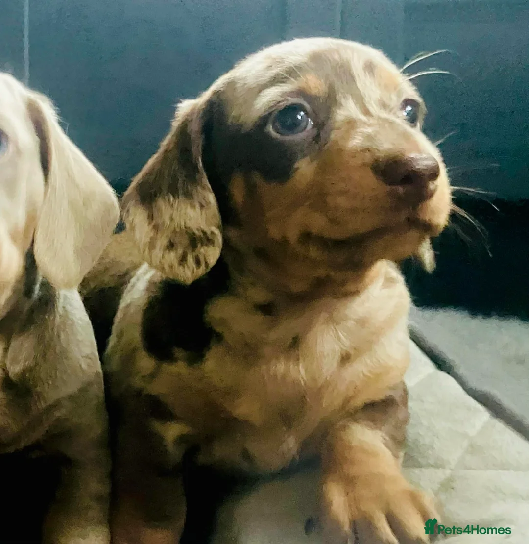 Miniature Dachshund dogs for sale: PRA Cord 1, DM, OI Clear Miniature Dachshund Pups - Advert 10