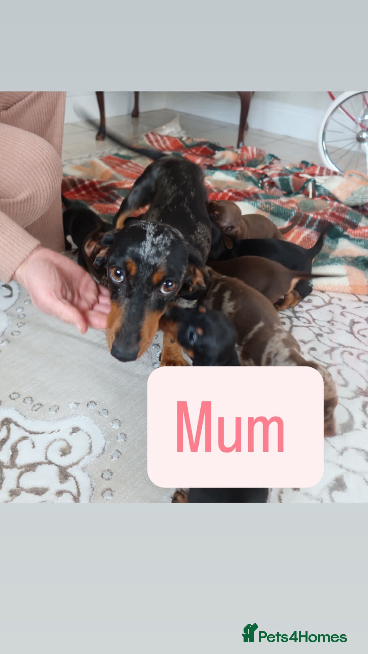 Dachshund dogs Miniature Dachshund puppies - Advert 12
