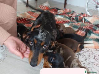 Dachshund dogs Miniature Dachshund puppies - Advert 2