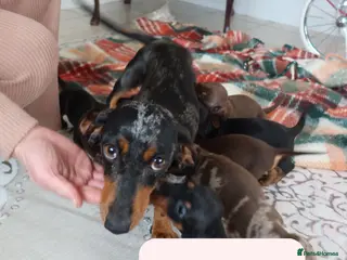 Dachshund dogs Miniature Dachshund puppies - Advert 12