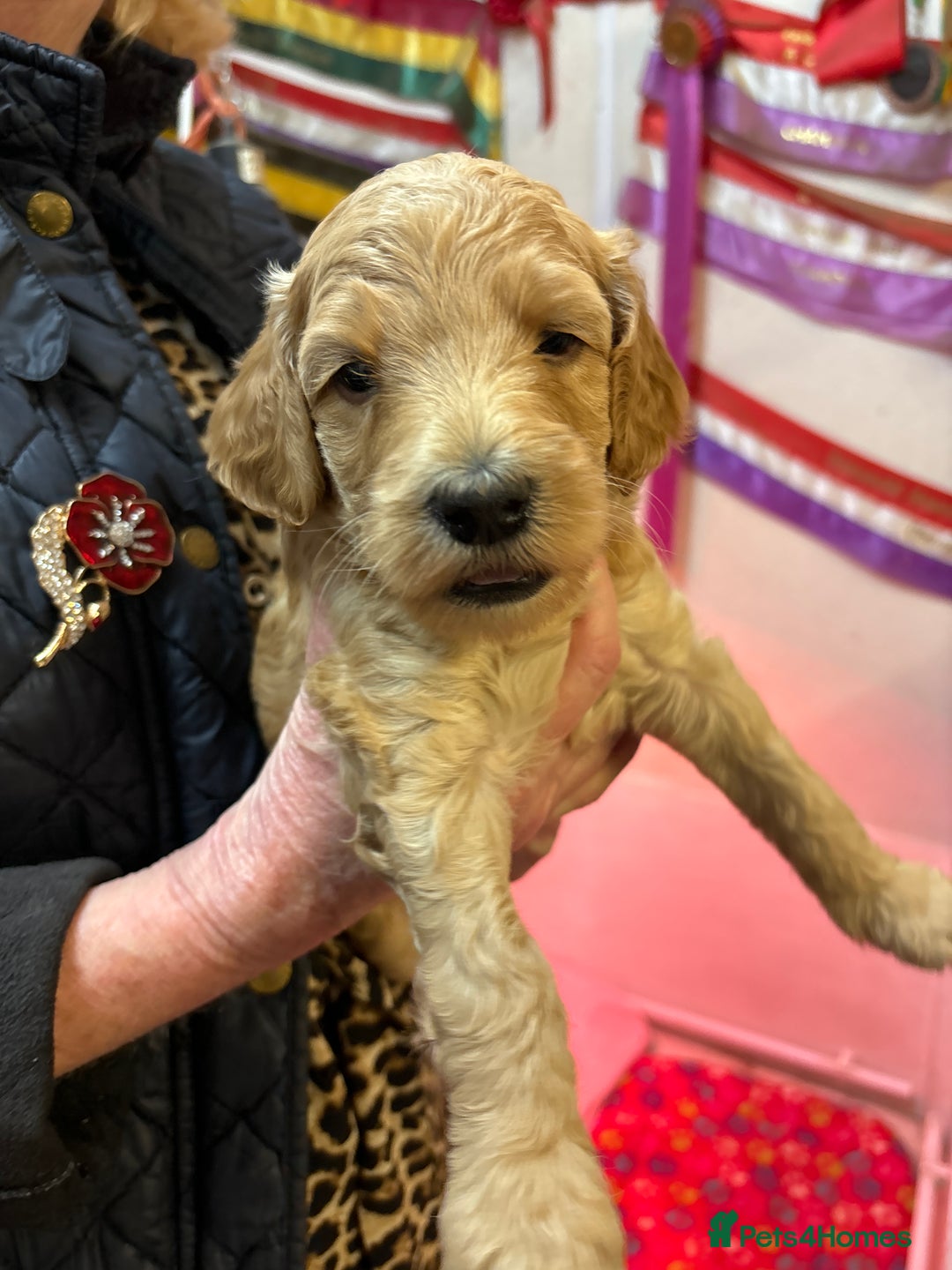 Cockapoo dogs for sale: Stunning Cockerpoo puppies - Image 4