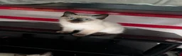 Ragdoll cats for sale: Ragdoll kittens  - Advert 6