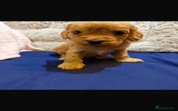 Cavapoo dogs for sale: beautiful cavapoo puppies ready to leave soon❤️ - Advert 8