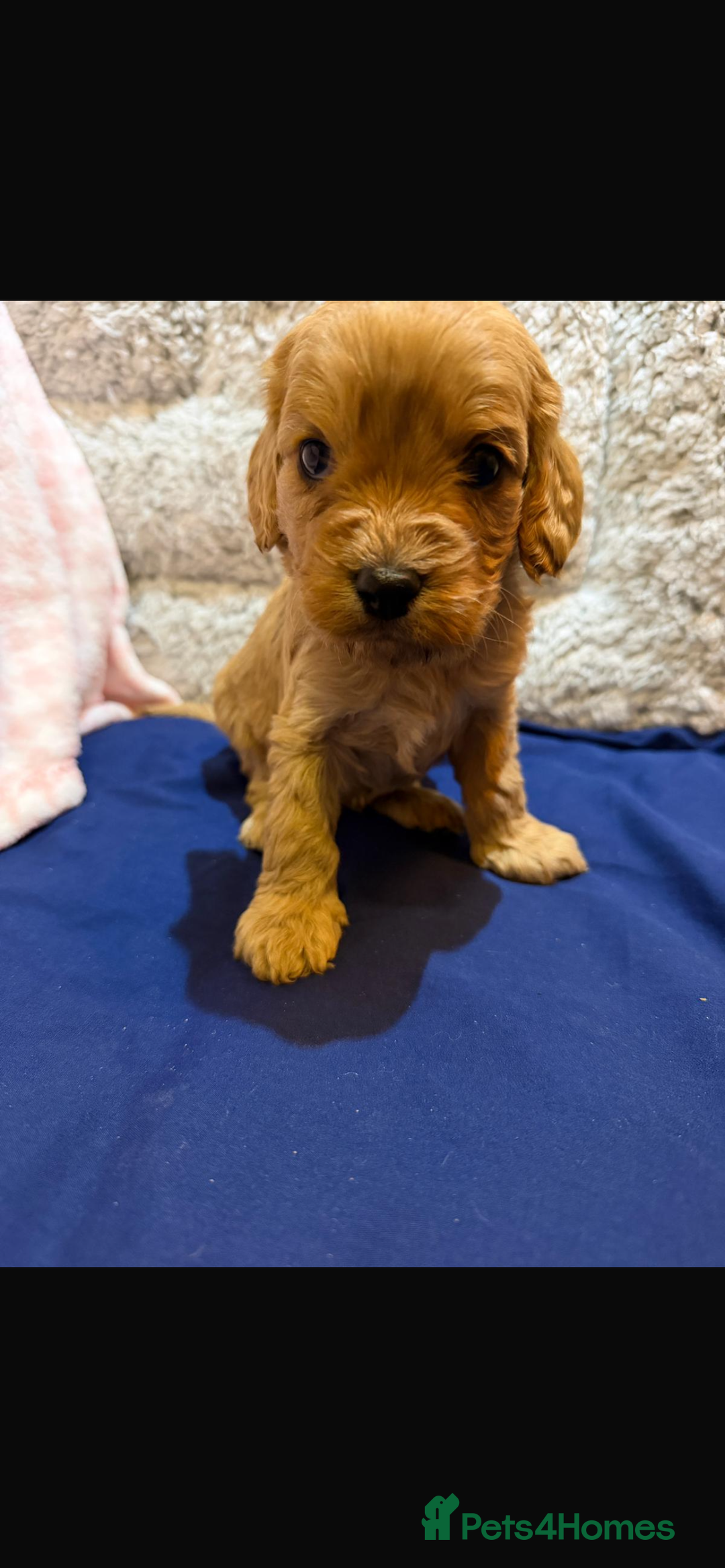 Cavapoo dogs for sale: beautiful cavapoo puppies ready to leave soon❤️ - Advert 8
