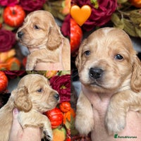 Cocker Spaniel dogs - Advert 2