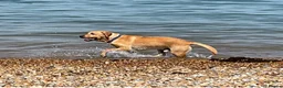 Labrador Retriever dogs for stud: KC Registered Proven Stud Labrador Retriever - Advert 2