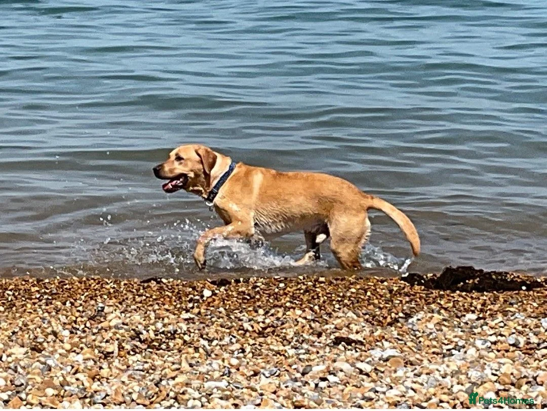 Labrador Retriever dogs for stud: KC Registered Proven Stud Labrador Retriever - Advert 2