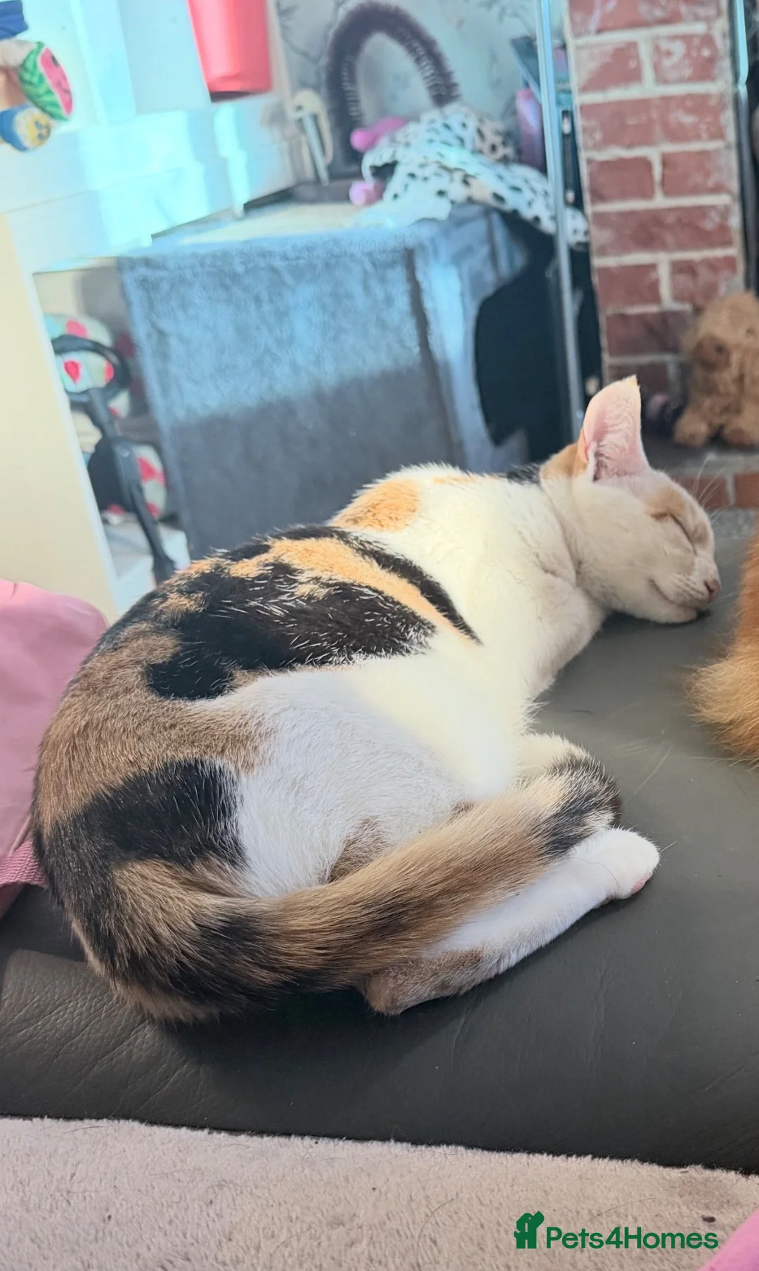 Mixed Breed cats for sale: 3 kittens ready for new homes  - Advert 19