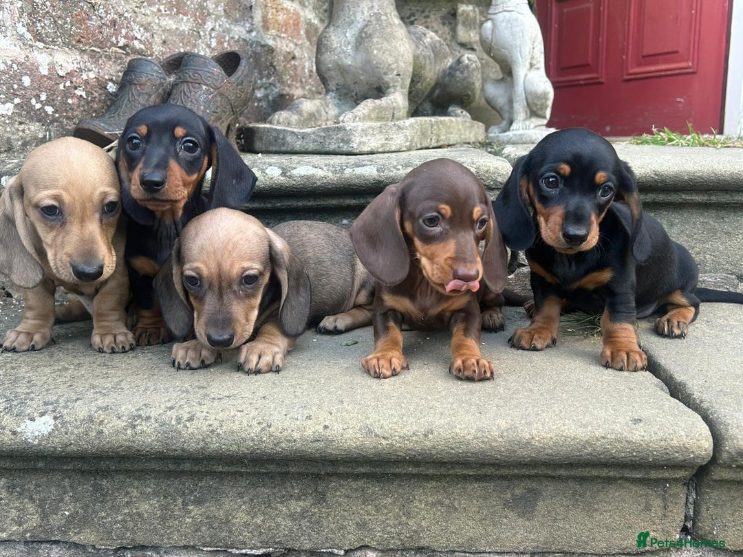 Miniature Dachshund dogs for sale: Top Quality KC Reg. Pra Clear Mini Smooth Daxis - Image 4