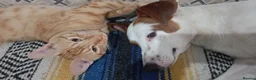 Mixed Breed dogs for adoption: Leo’s  just a young dog  🐶🐾 - Advert 12