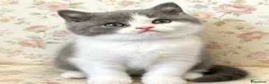 British Shorthair 2