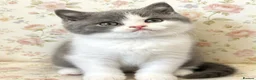 British Shorthair cats for sale: champion bloodline blue bi - Advert 2