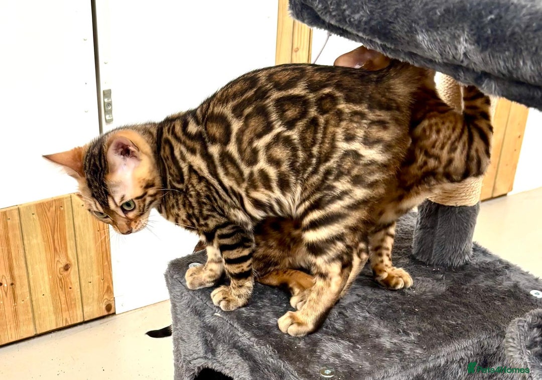 Bengal cats for sale: Brown rosetted male bengal kittens, TICA reg - Image 5