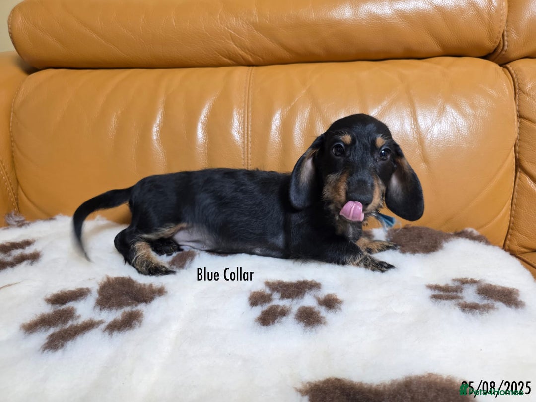 Miniature Dachshund dogs for sale: Miniature Dachshund for sale - FULLY VACCINATED - Image 5