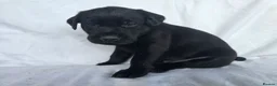 Labrador Retriever dogs for sale: Beautiful labrador puppies in Stirling - Advert 6