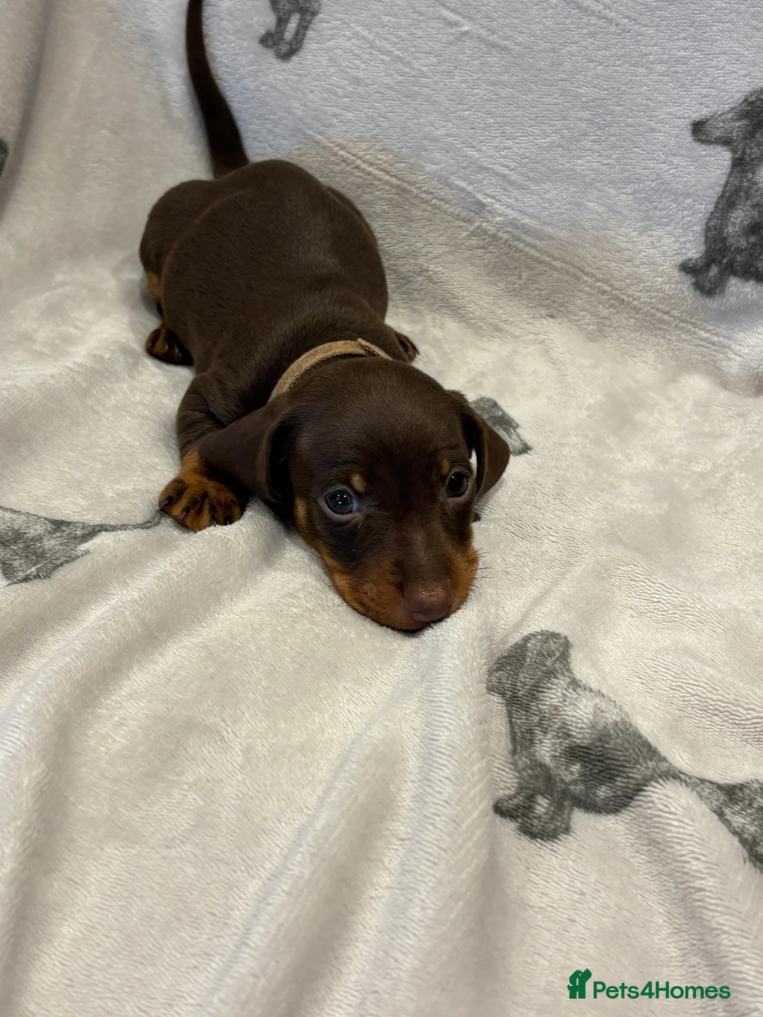 Dachshund dogs for sale: Minatare Dachshund - Advert 22
