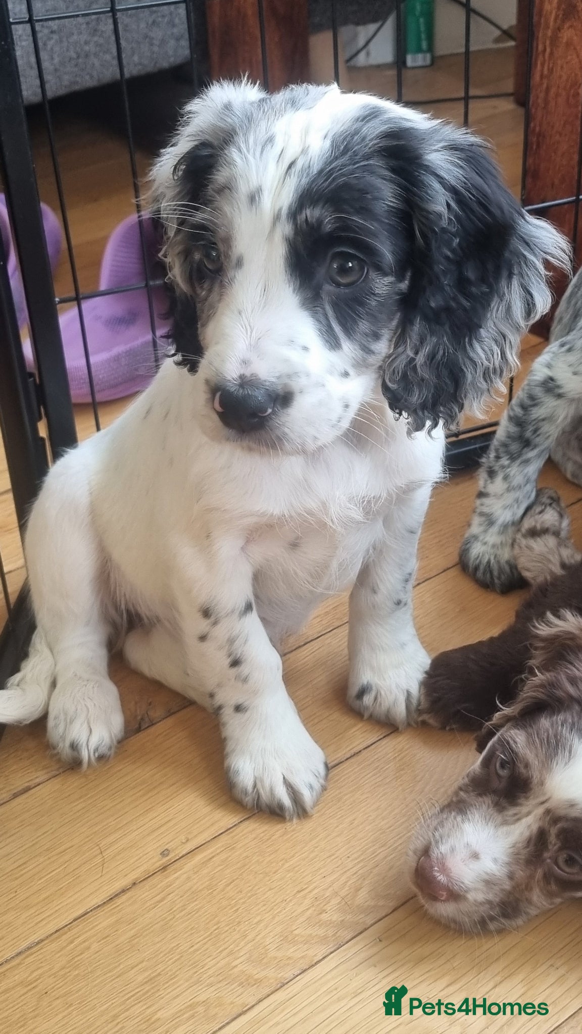 Cocker Spaniel dogs Last Puppy Available - Advert 12