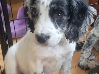 Cocker Spaniel dogs Last Puppy Available - Advert 12