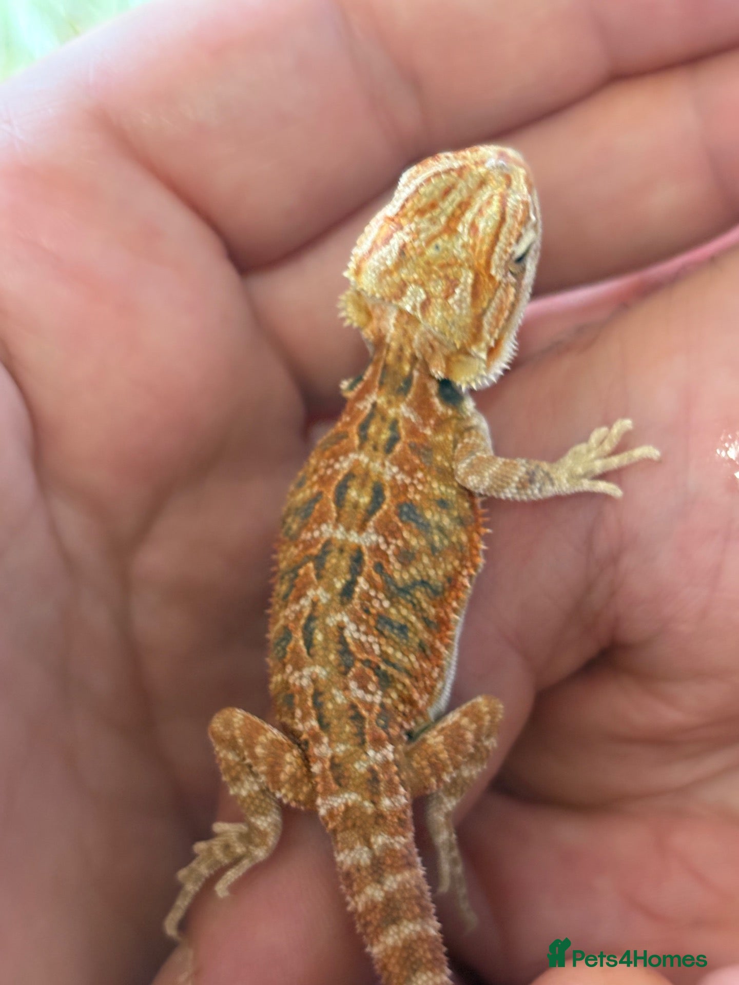 Bearded Dragon reptiles Stunning baby bearded dragons  - Advert 1