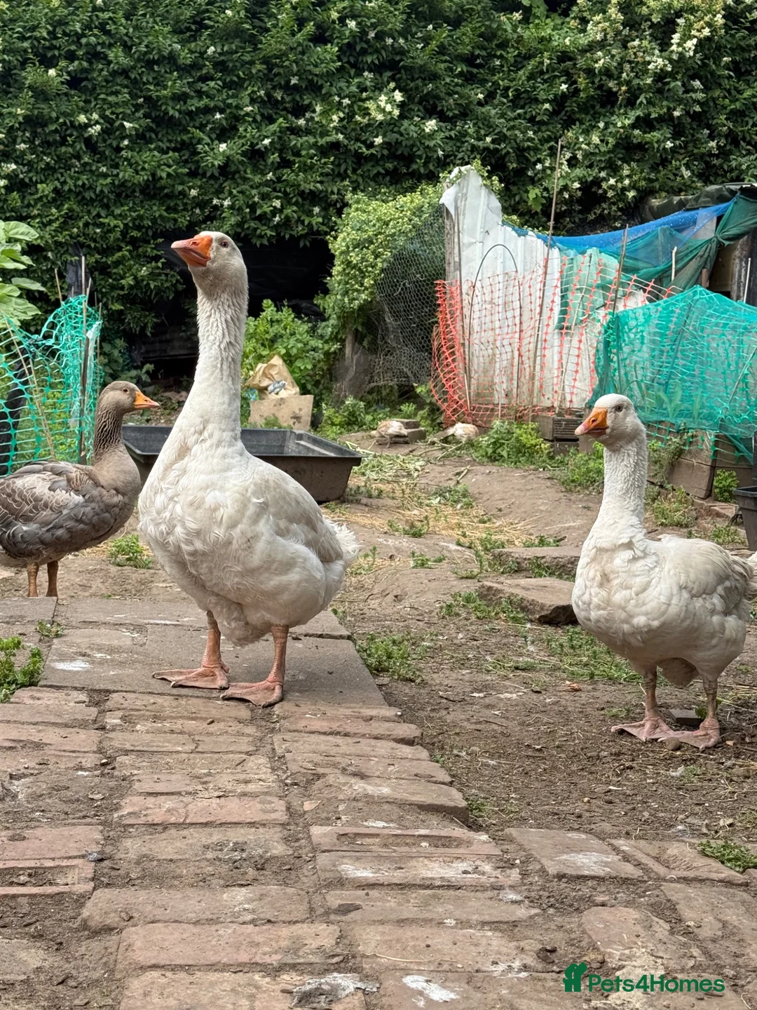 Geese poultry for sale: One gender with two female  - Advert 2