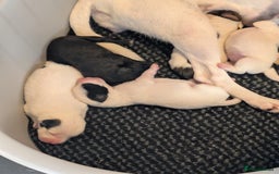 Mixed Breed dogs for sale: F1 jackcain  - Advert 26