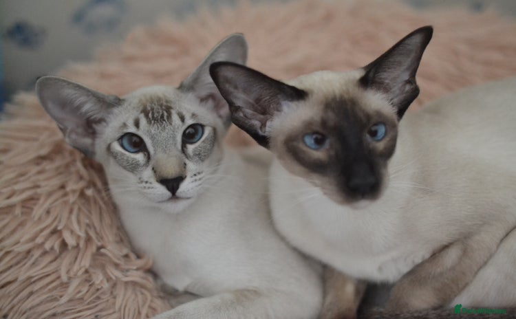 Siamese cats in Stowmarket - Advert 2