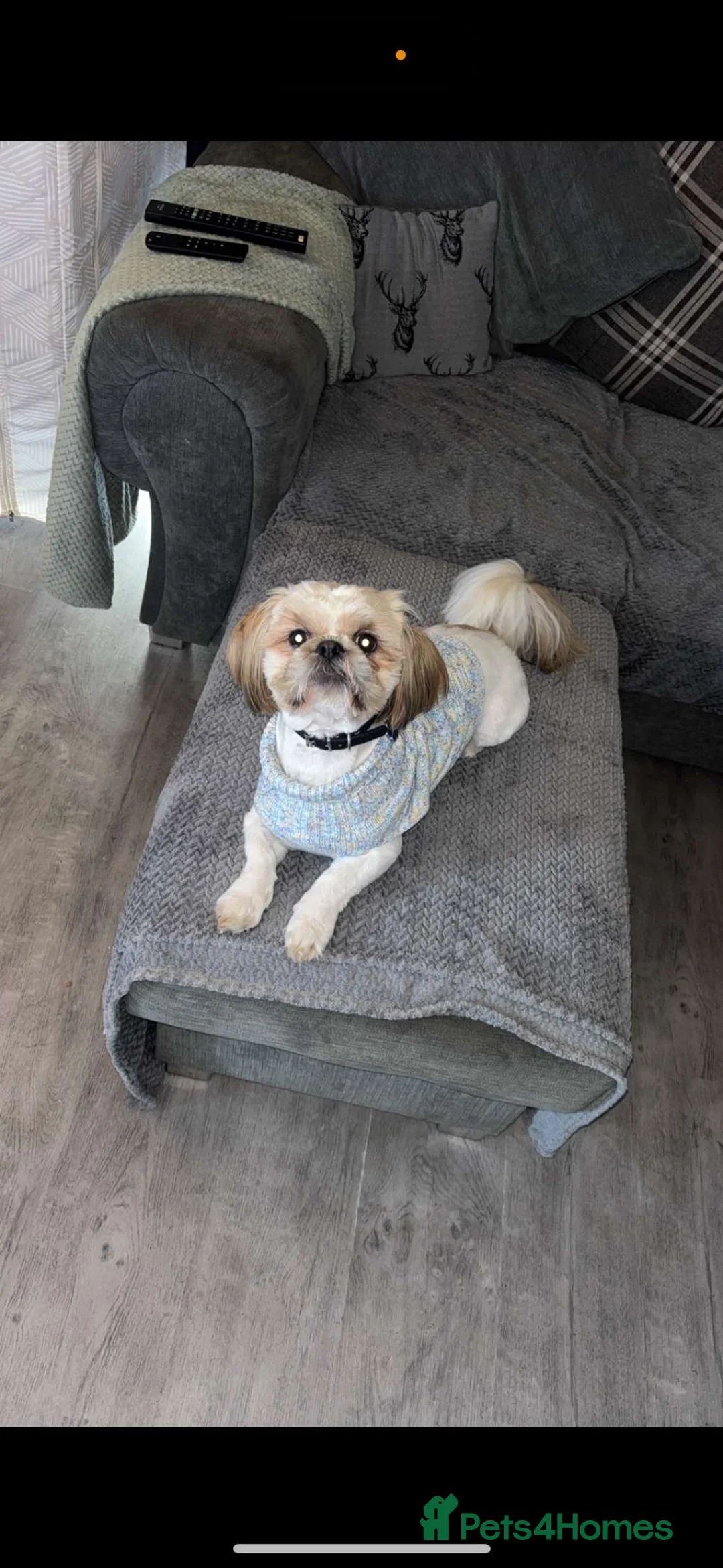 Shih Tzu dogs for stud: Our beautiful boy Arlo available for stud in Tipton - Advert 8