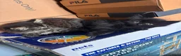 Mixed Breed cats for sale: Kittens long haired half ragdoll  - Advert 25