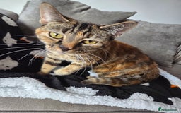 Domestic Shorthair cats for sale: 3 year old female cat  - Image 1