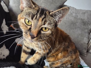 Domestic Shorthair cats - Advert 6