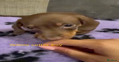 Miniature Dachshund dogs - Advert 2
