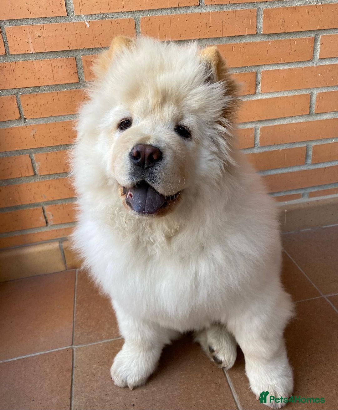 Chow Chow dogs for sale: Adorable Chow Chow Puppy For Rehome - Advert 4