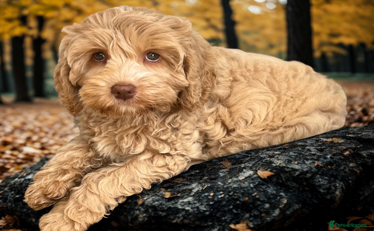 Australian Labradoodle dogs - Advert 1