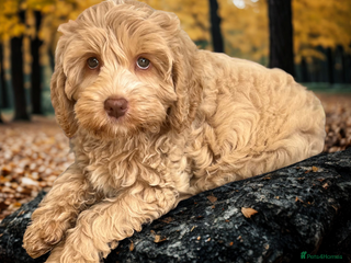 Australian Labradoodle dogs - Advert 1