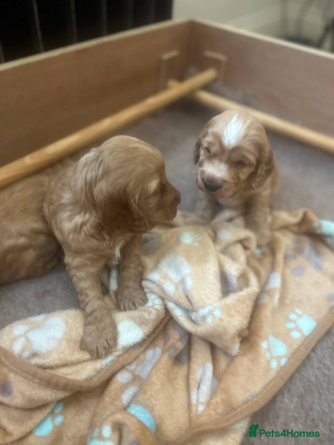 Cockapoo dogs for sale: Cockapoo Pups - Image 21