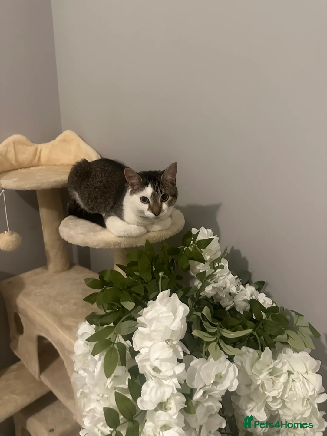 Mixed Breed cats for sale: Mixed breed maincoon  - Advert 1