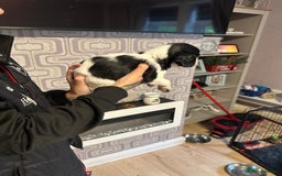 Cocker Spaniel dogs for sale: Cocker spaniel puppies  - Image 6