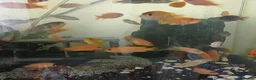 Cichlids fish for sale: African cichlids  - Advert 5