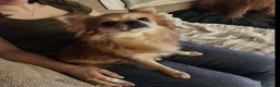 Chihuahua dogs for adoption: Chihuahua cross breed  - Advert 2