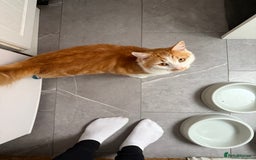 British Longhair cats for sale: Tigger looking for a new home  - Image 1
