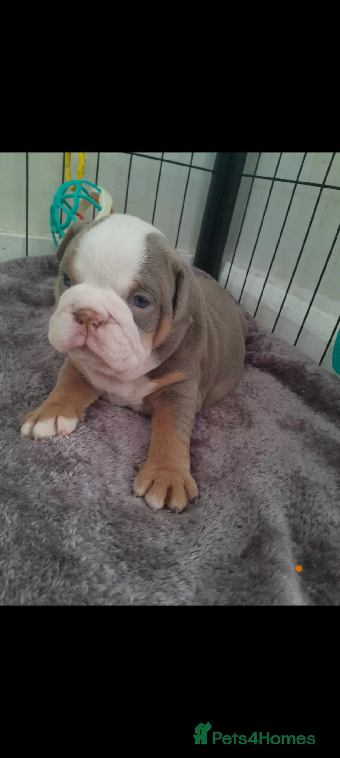 English Bulldog dogs for sale: Beautiful English Bulldogs  - Advert 1