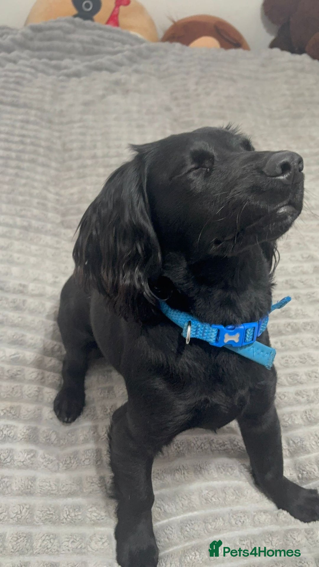 Cocker Spaniel dogs for sale: Beautiful working cocker spaniel - Advert 7