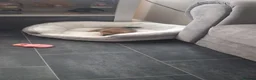 Chihuahua dogs for sale: Little girl  in Southend-on-Sea - Advert 9