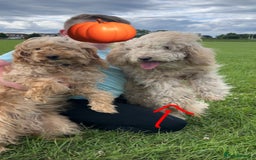 Cockapoo dogs for sale: Cockapoo Puppies - Image 10