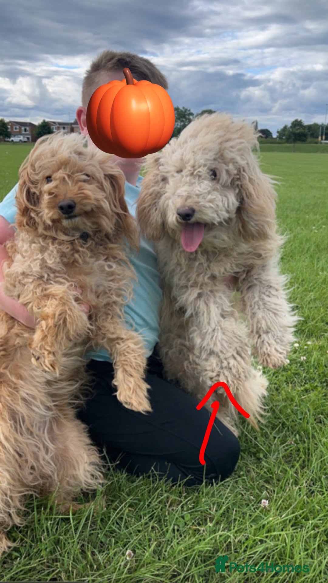 Cockapoo dogs for sale: Cockapoo Puppies - Image 10