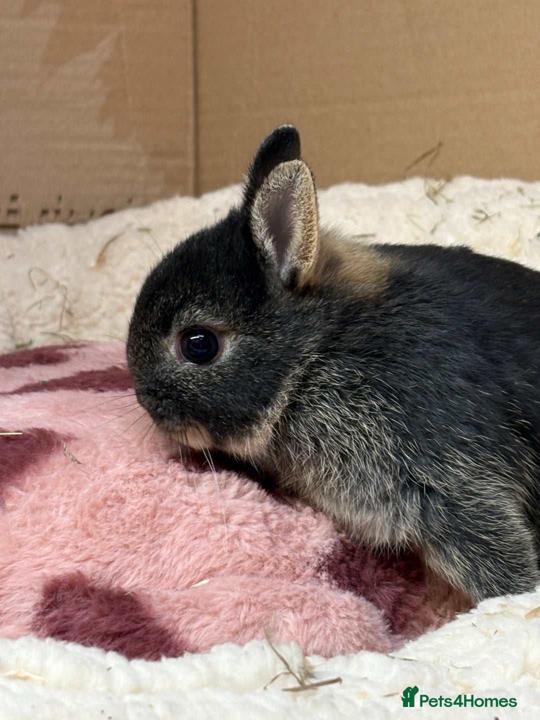 Netherland Dwarf rabbits for sale: Pure breed netherland dwarf (vaccinated)  - Advert 3