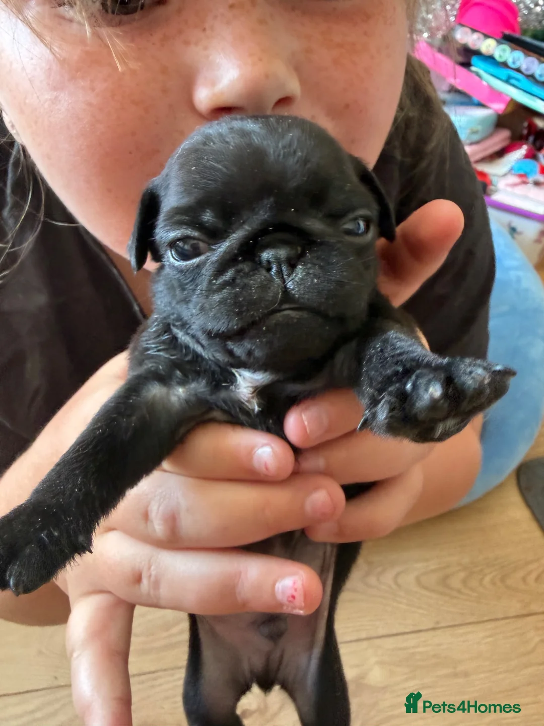 Pug dogs for sale: Kc registered Pug puppies for sale  in Plymouth - Advert 2